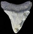 Juvenile Megalodon Tooth - North Carolina #61858-1